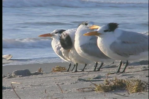 Sea gull - 3 Stock Footage 445156