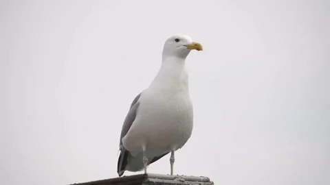 Sea gull on the background of the cloudy sky. The wind flutters her white Stock Footage 160659147