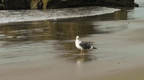 Sea Gull on the Beach Stock Footage 54564913