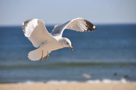 Sea Gull at the Beach Stock Photos