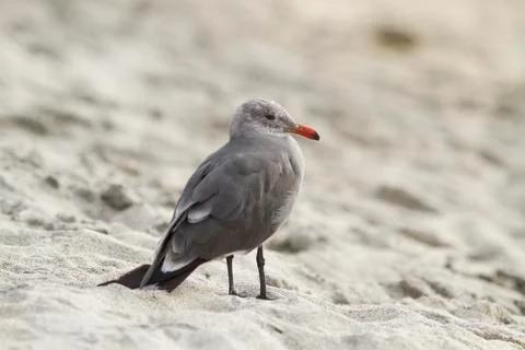 Sea Gull On Beach Stock Photos