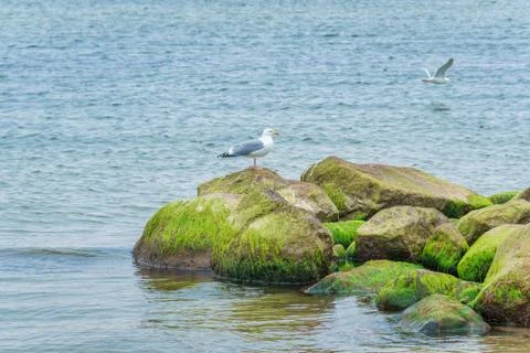 Sea gull at the beach Stock Photos