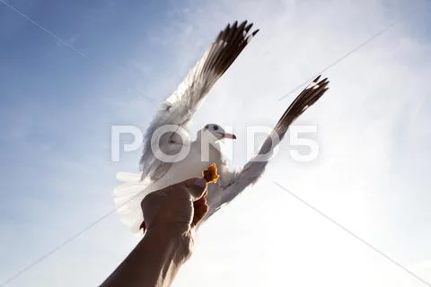 Sea gull bird flying above hand feeding with blue sky white cloud background Stock Photos