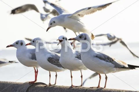 Sea Gull Birds Standing On Sea Bridge