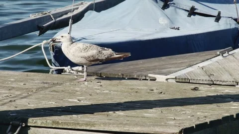 Sea gull chick eats a mussel on the pier near the sailing boats 스톡 동영상 252347611