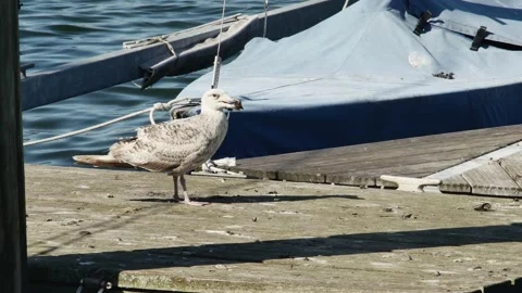 Sea gull chick eats on the sea pier Vídeos de archivo 252348434
