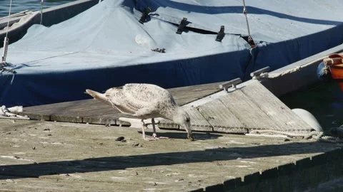 Sea gull chick eats on a sea pier near a boat in a case Vídeos de archivo 252348494