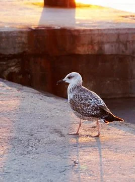 Sea gull chick in the light of the setting sun. Stock Photos