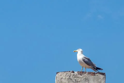 Sea gull on the chimney Stock Photos