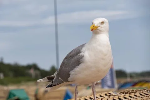 Sea gull in close up Stock Photos