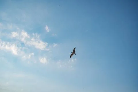 Sea gull in the cloudy sky Stock Photos