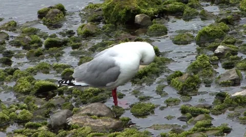 Sea gull on coastline Video stock 44758368