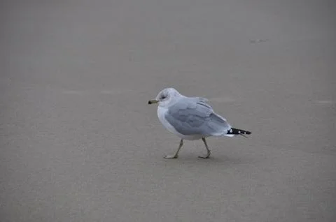 Sea Gull in the Cold Stock Photos