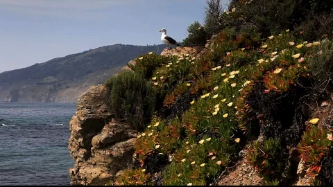 Sea Gull Cove 2 Stock Footage 104616587