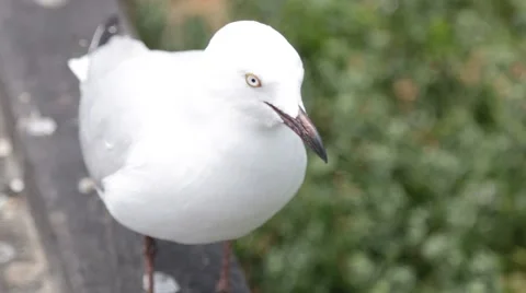 Sea gull crying out Stock Footage 58851674