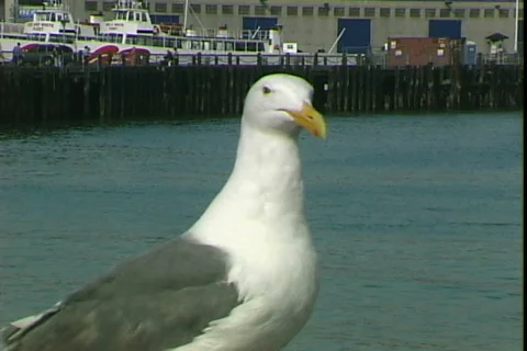 Sea Gull-cu Video stock 820228