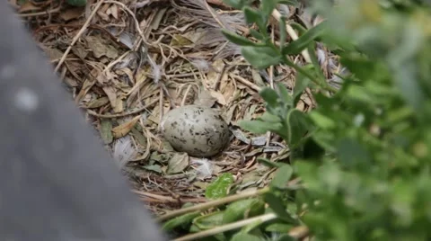 Sea gull egg in nest Stock Footage 58851582