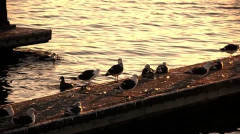 Sea Gull Escapes Stock Footage 944416