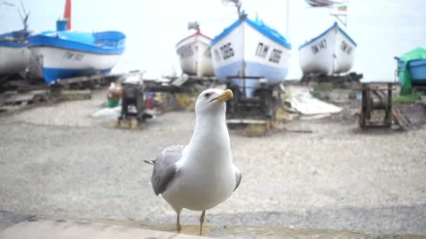 The sea gull flaps its wings in slow motion Stock Footage 233030564