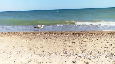 The sea gull flies Stock Footage 79767795