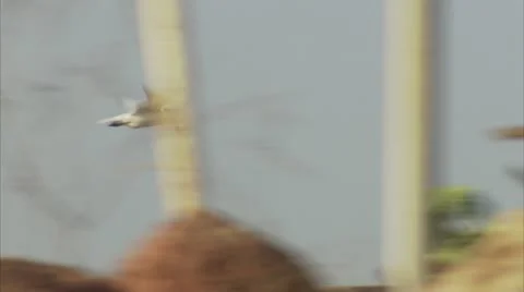 Sea-Gull Flies over Rocks Video Stock Footage 12761589