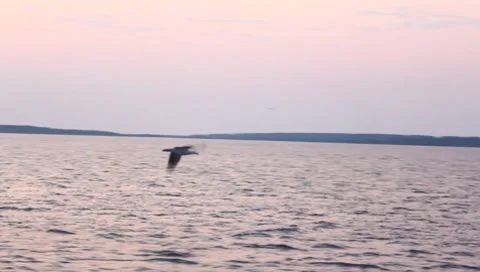 Sea gull in flight Stock Footage 8359801