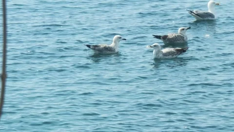 Sea Gull Flock On the Sea Stock Footage 274751253