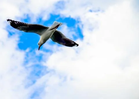 Sea gull fly2 Stock Photos