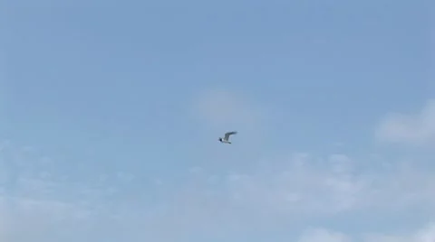 Sea gull flying 1 Stock-Footage 7754335