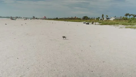 Sea gull flying at the camera and landing on St. Pete Beach, FL USA. Editorial U Stock Footage 313511205