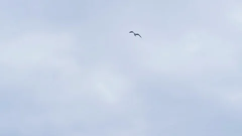 Sea gull flying in sky Vídeo Stock 86509822