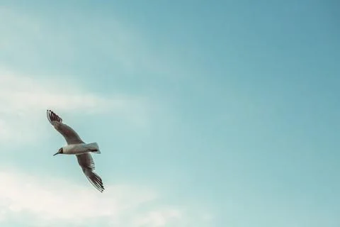 Sea gull flying in the sky Stock Photos