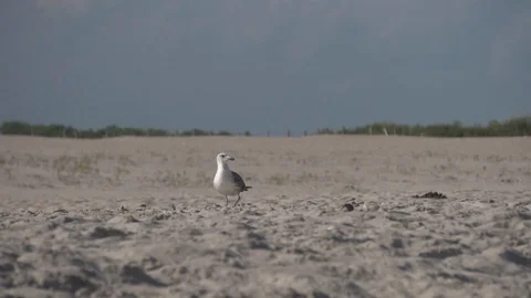 Sea Gull flys to the beach Stock Footage 93593459