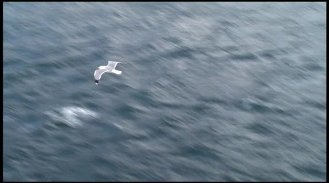 Sea Gull Stock-Footage 508562