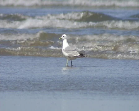 Sea Gull  Video stock 605282