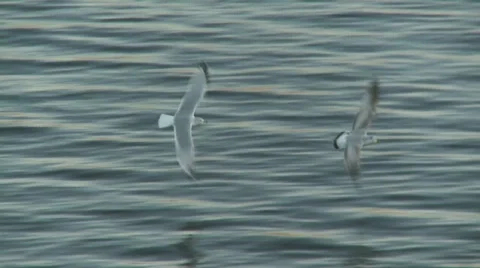 Sea Gull Stock Footage 631638