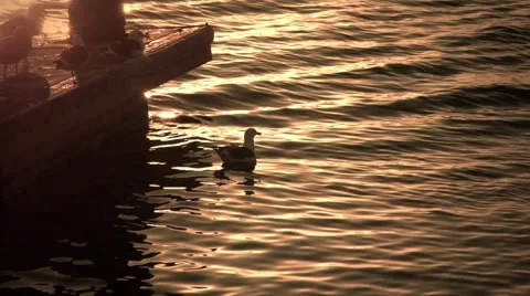 Sea Gull Stock Footage 944395