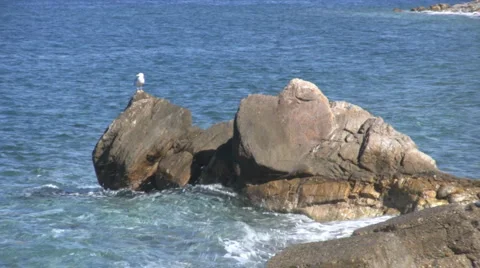 Sea gull Video stock 1933762