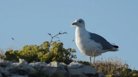 Sea gull Stock-Footage 8660900