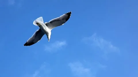 Sea gull Stock Footage 24672607