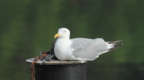 Sea Gull Stock Footage 27876665