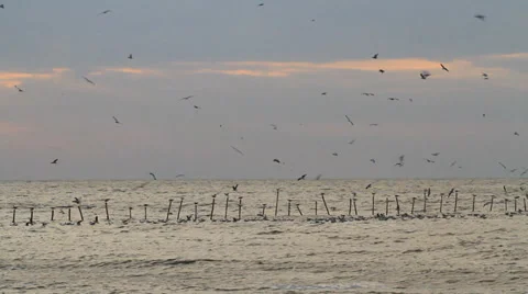 Sea gull Stock Footage 30395222