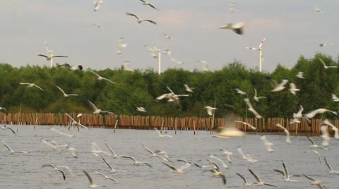 Sea gull Stock Footage 30395819