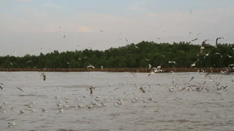 Sea gull Stock Footage 30421591