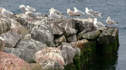 Sea gull Stock Footage 31013798