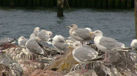 Sea gull Видео 31014695