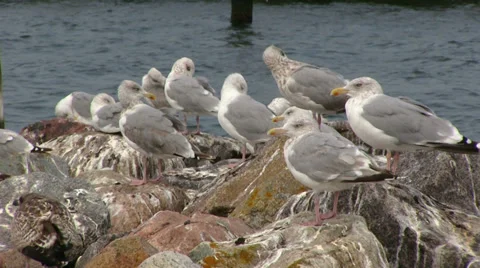Sea gull Видео 31016098