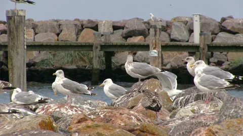 Sea gull Видео 31017141
