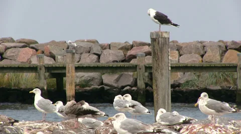 Sea gull Vidéo 31017958