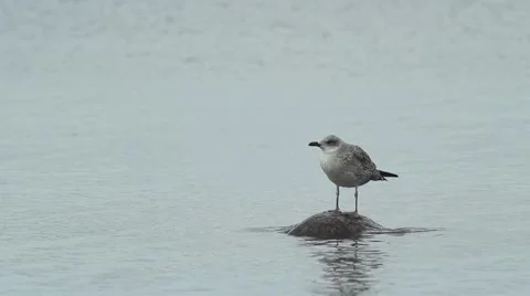 Sea Gull 動画素材 66060829